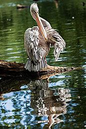 农场模拟游戏《锈崽的退休生活》现已在Steam正式推出 获好评如潮